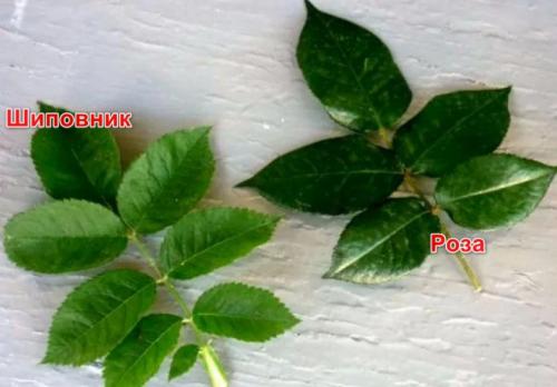 Как чистить шиповник. Поросль шиповника