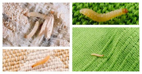 Как избавиться от моли и ее личинок. Как выглядит личинка моли и как от нее избавиться?