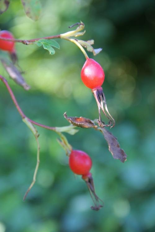 Как сохранить шиповник на зиму. Сушка шиповника 09