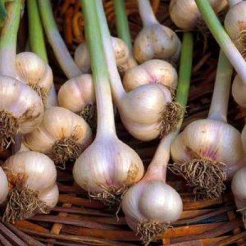 Хранение чеснока в соли. Простейшие заготовки своими руками: хранение чеснока в стеклянных банках — лайфхаки и важные правила