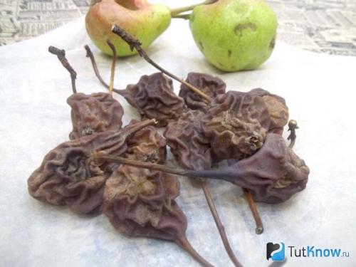 Как в домашних условиях сделать сухофрукты из груш. Как сушить груши: на воздухе, в духовке, сушилке или в микроволновке 09
