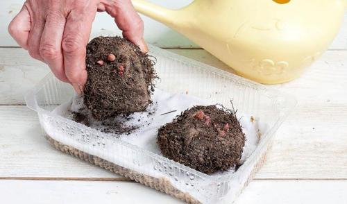 Хранение бегоний в холодильнике. Хранение клубней взрослых бегоний