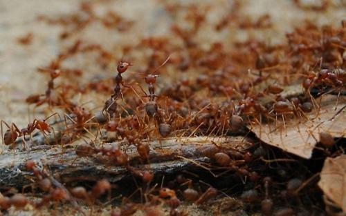 Муравьи желтые в квартире. Средства от желтых муравьев в квартире и саду 01 Муравьи желтые в квартире. Средства от желтых муравьев в квартире и саду 01