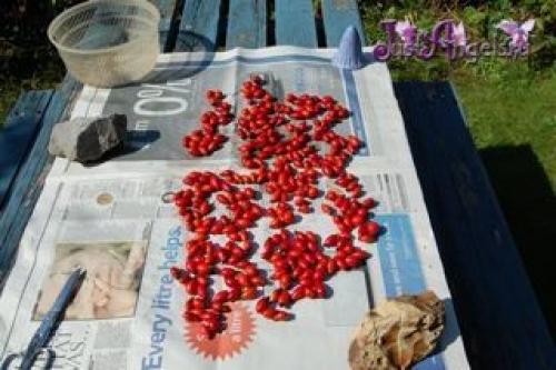 Как хранить отвар шиповника. Как высушить шиповник