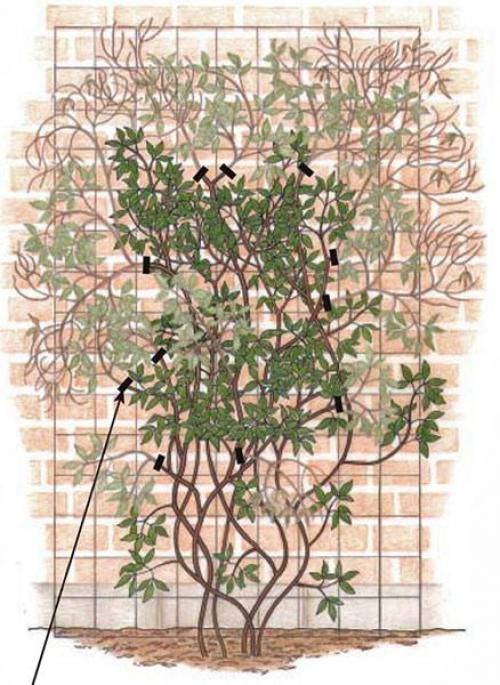 Уход за клематисами и посадка. Клематис – посадка и уход 13