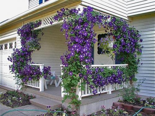 Уход за клематисами и посадка. Клематис – посадка и уход 11