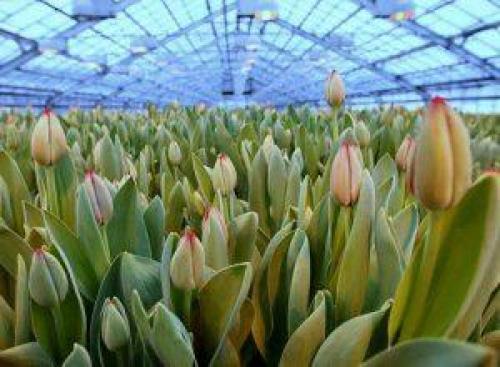 Выращивание тюльпанов в теплице круглый год. Посадка для выгонки