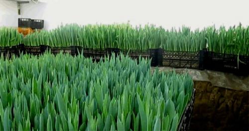 Выращивание тюльпанов в подвале. Выращивание (выгонка) тюльпанов к 8 Марта