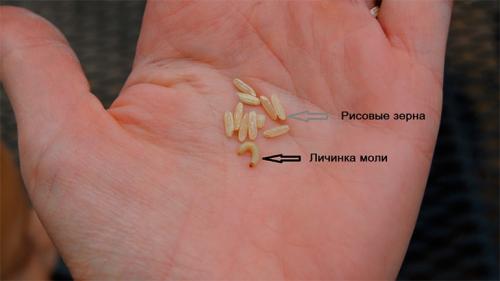 Как избавиться от моли и ее личинок. Как выглядит личинка моли и как от нее избавиться?
