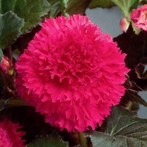 Бегония микс уход в домашних условиях. Уход за бегонией махровой микс в домашних условиях 07