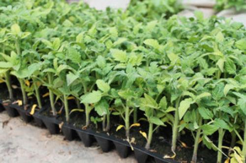 Семена томата Бобкат. Помидоры Бобкат – идеальные плоды без особых трудов