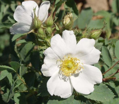 Плоды шиповника. Шиповник и его лекарственные свойства