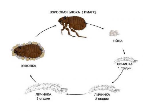 Как выглядят блохи у кошек. Как выглядеть и чем опасна кошачья блоха: лучшие средства для уничтожения