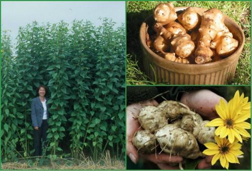 Когда убирать топинамбур. Топинамбур можно осенью собрать, а можно на зиму в земле оставлять