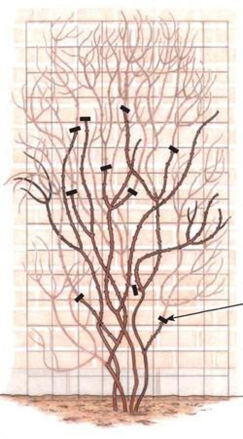 Уход за клематисами и посадка. Клематис – посадка и уход 14