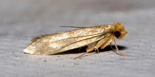 Как избавиться от моли форум. Как избавиться от моли в квартире