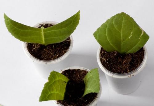 Как размножить глоксинию в домашних условиях. Способы размножения растения в домашних условиях