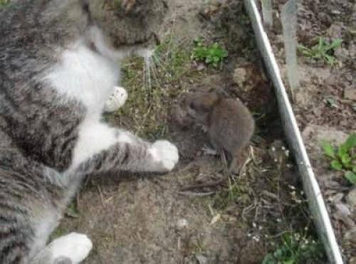 Мыши полевки в цветах. Как избавиться от полевки в саду