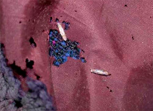 Как избавиться от моли и ее личинок. Как выглядит личинка моли и как от нее избавиться?