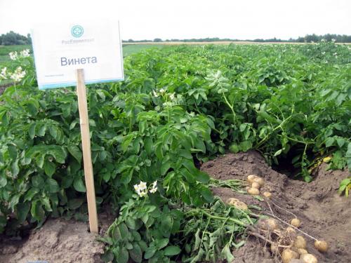 Картофель винета характеристики. Основные характеристики