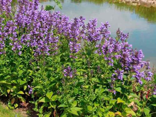 Как отличить мелиссу от кошачьей мяты. Как отличить мелиссу и котовник?