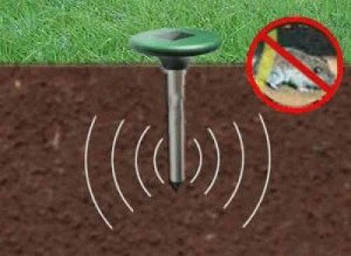 Мыши полевки в цветах. Как избавиться от полевки в саду