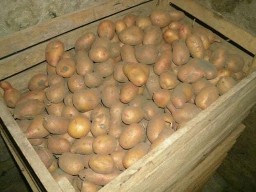 Где хранить картошку зимой в квартире. Мой секрет хранения свежей картошки всю зиму