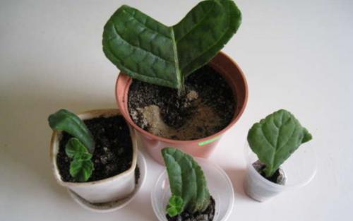 Глоксиния размножение листом. Размножение глоксиний листьями и листовыми черенками