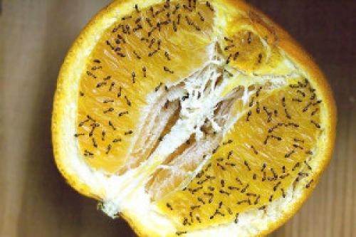 Чем питаются муравьи. Основная пища муравьёв