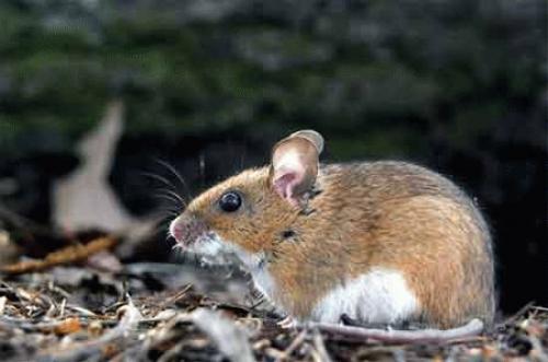 Мыши полевки в цветах. Как избавиться от полевки в саду