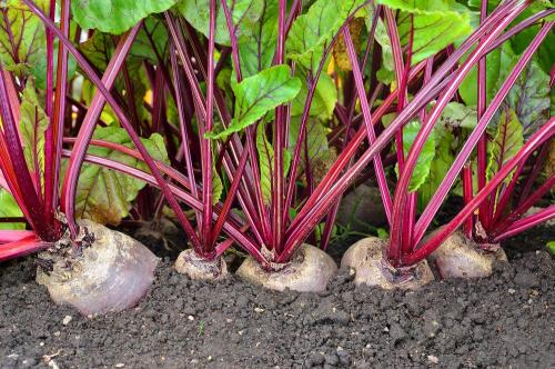 Как дома хранить свеклу. Как хранить свеклу в домашних условиях? 02