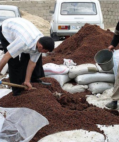 Как сушат изюм на производстве. Как производят сухофрукты