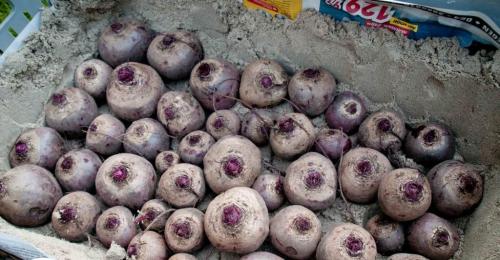 Как дома хранить свеклу. Как хранить свеклу в домашних условиях? 03