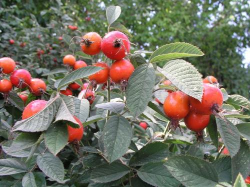 Как сохранить шиповник на зиму. Сушка шиповника 08