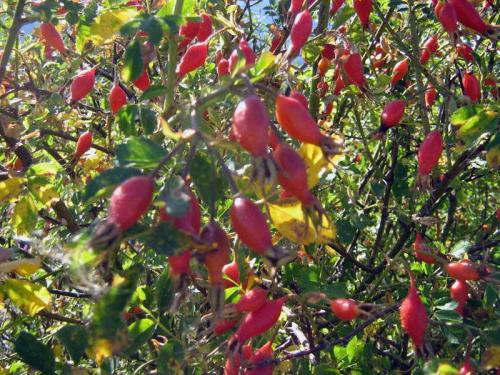 Как сохранить шиповник на зиму. Сушка шиповника 11