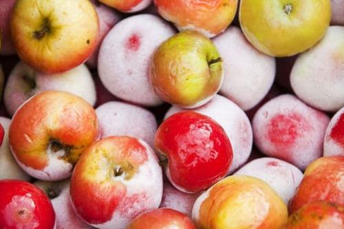 Можно ли замораживать яблоки на зиму в морозилке для пирога.