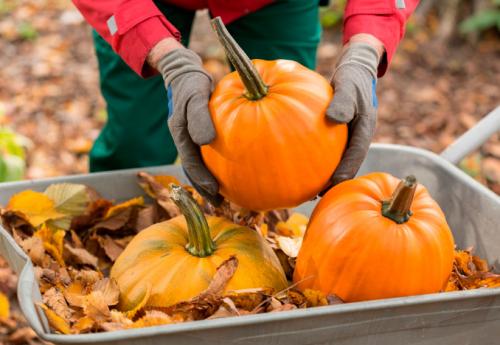 Как хранить тыкву на зиму. Когда собирать тыкву для хранения на зиму