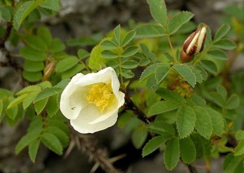 Как сохранить шиповник на зиму. Сушка шиповника 06