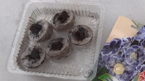 Как размножить глоксинию в домашних условиях. Способы размножения растения в домашних условиях