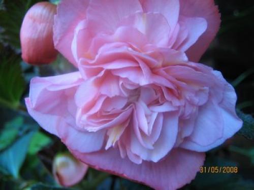 Бегония микс уход в домашних условиях. Уход за бегонией махровой микс в домашних условиях