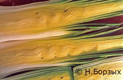 Как засолить лук-порей. А КАК ЖЕ БЕЗ ПОРЕЯ?