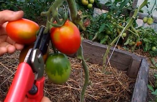 Семена Де Барао. Помидоры “Де Барао” – сорт томатов, который не подведет