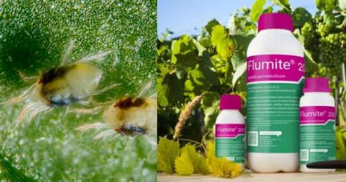 Марганцовка от паутинного клеща. Как избавиться от паутинного клеща: советы и рекомендации