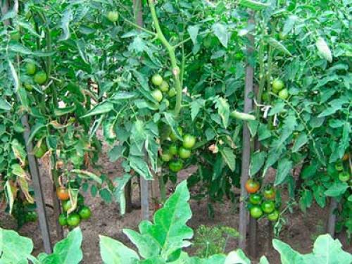 Семена Де Барао. Помидоры “Де Барао” – сорт томатов, который не подведет