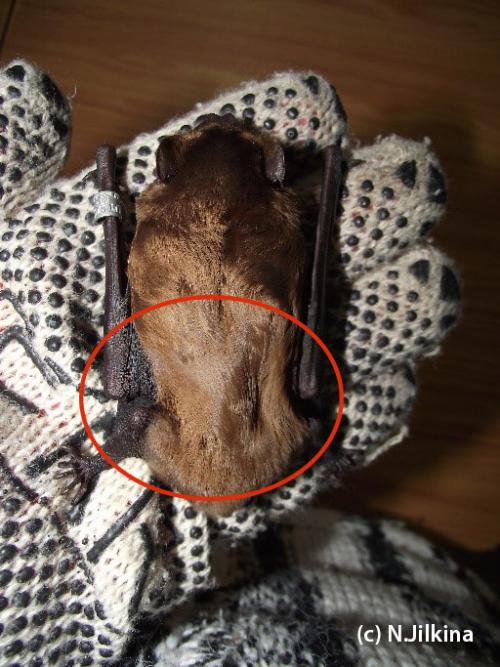 Как зимуют летучие мыши в россии. В каком случае следует начинать кормление?