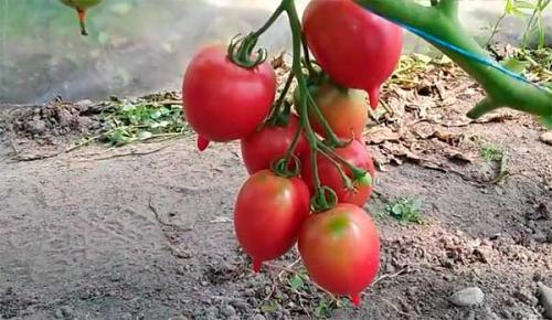 Семена Де Барао. Помидоры “Де Барао” – сорт томатов, который не подведет