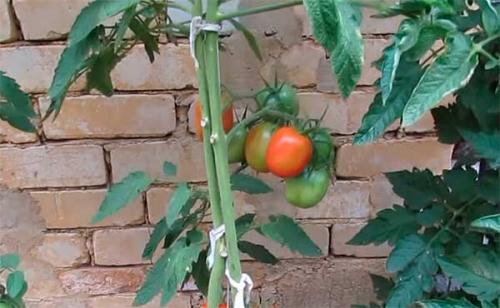 Семена Де Барао. Помидоры “Де Барао” – сорт томатов, который не подведет