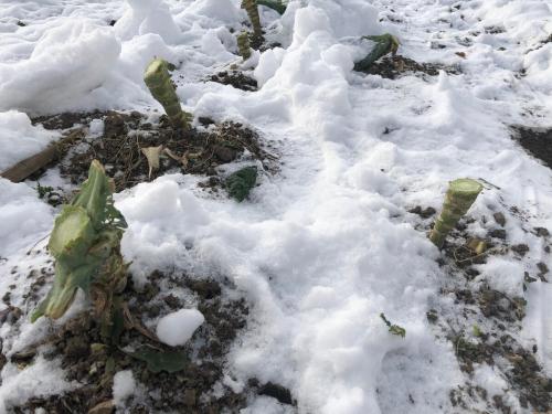 Капуста под снегом. Для чего я оставляю стебли от капусты под снег