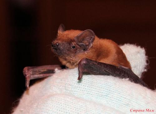 Как летучие мыши зимуют. Там где зимуют летучие мыши