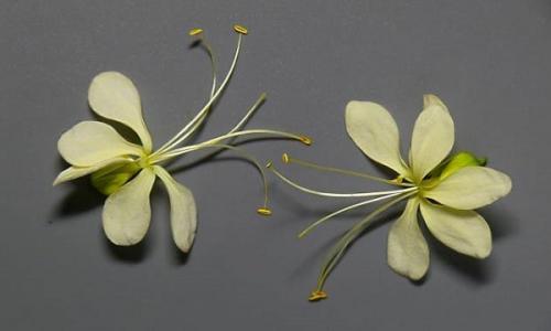 Клеродендрум уоллича. Достоинства клеродендрумов